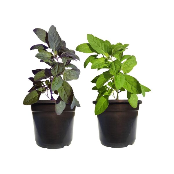 HN Organics Tulsi Plant Live with Pot | 850 g