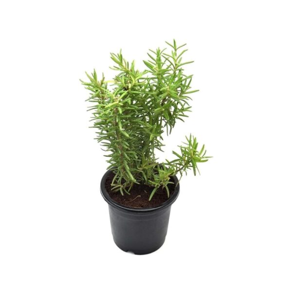 Kalfo Rosemary Live Plant Aromatic Organic Medicinal, Perennial Herb Outdoor Garden and Balcony Plant with 4 Inchi Black Pot | 450 g