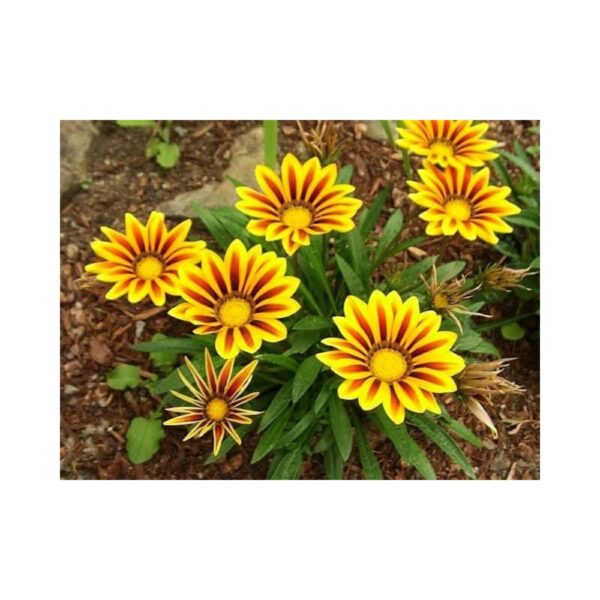 S. D ENTERPRISE Organic Sweet Yellow Gazania Flower Live Plant | 450 g