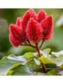 Sindur Tree (Bixa Orellana) | Healthy Live Organic Plant | Pack of 1