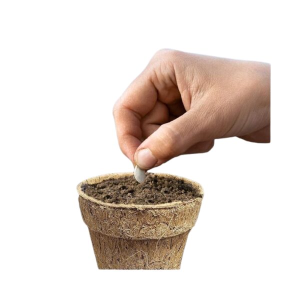 Coco Coir Nursery Pots – Biodegradable Peat Pots for Seed Starter and Seedling Kit - Mini Planter Cups for Indoor, Outdoor – Ideal for Organic Planting - 4 Inch Pack of 12 | 500 g - Image 2