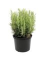 Kalfo Live Rosemary Plant Herbs and Medicine Plant for Home and Garden Organic Plant for Foods & Hair Herb Plant with Black Pot | 450 g