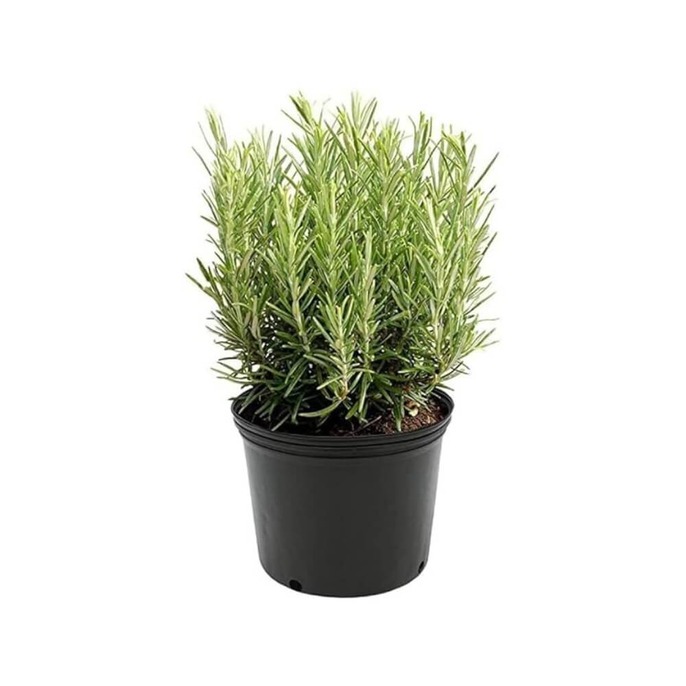 Kalfo Live Rosemary Plant Herbs and Medicine Plant for Home and Garden Organic Plant for Foods & Hair Herb Plant with Black Pot | 450 g