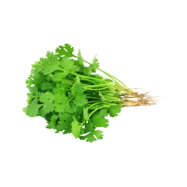 Coriander