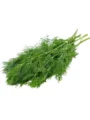 Dill leaves