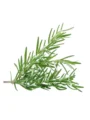 Fresh Rosemary