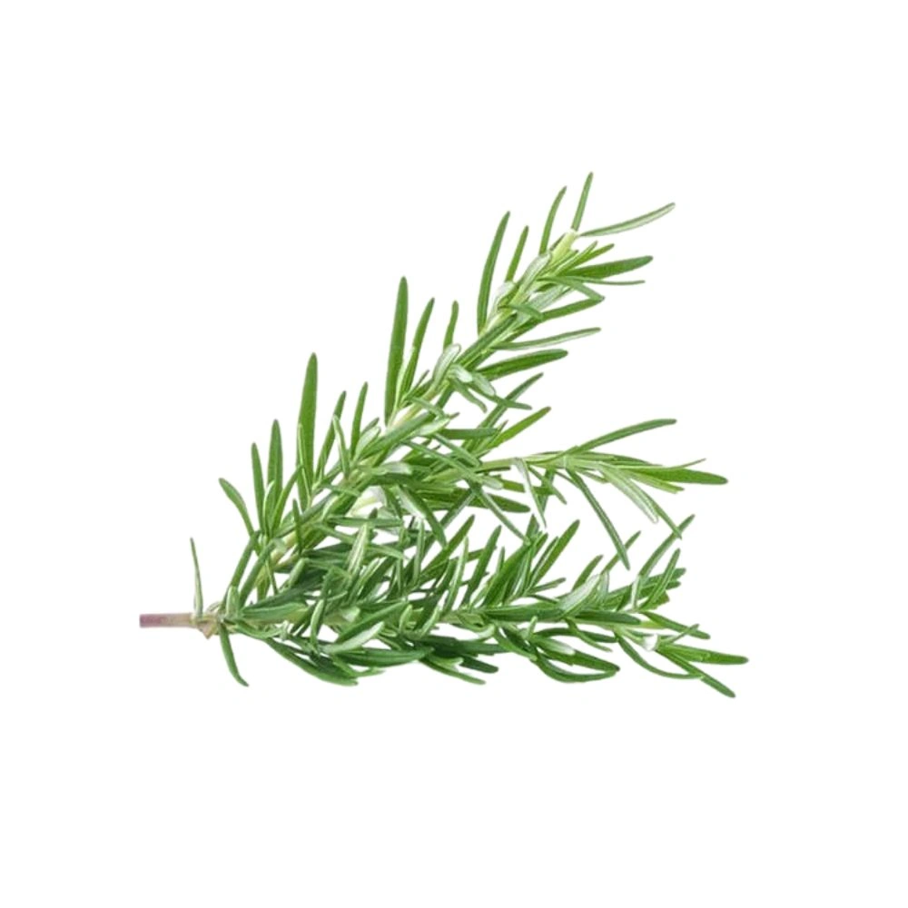 Fresh Rosemary