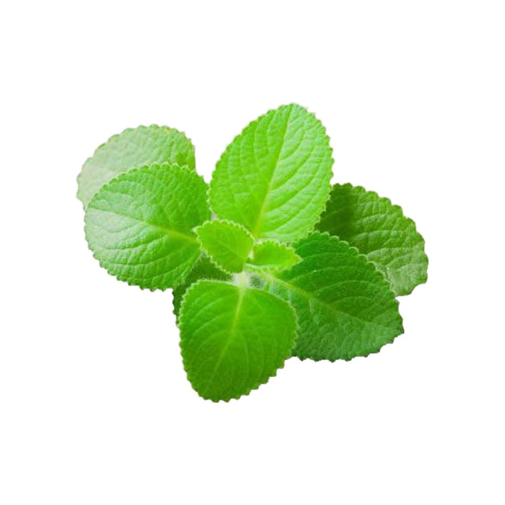 Karpooravalli Leaves