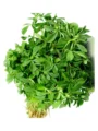 Methi leaf