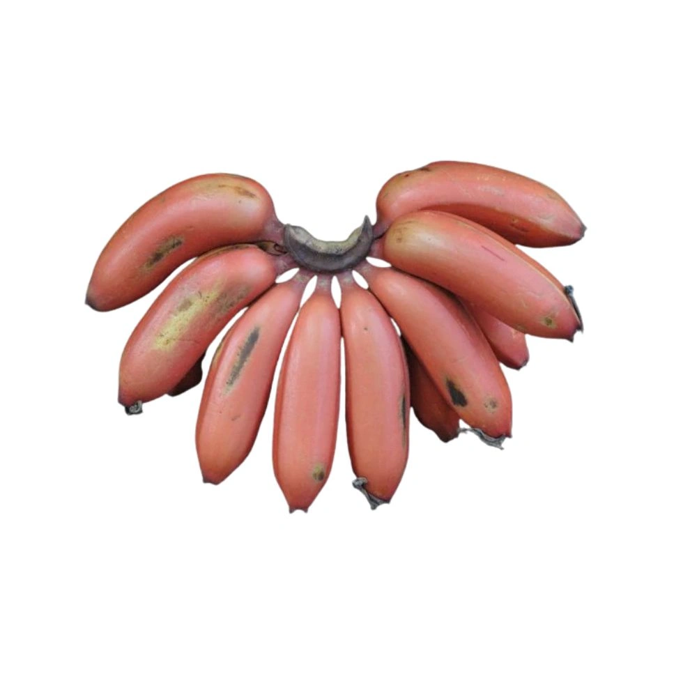 Banana Red
