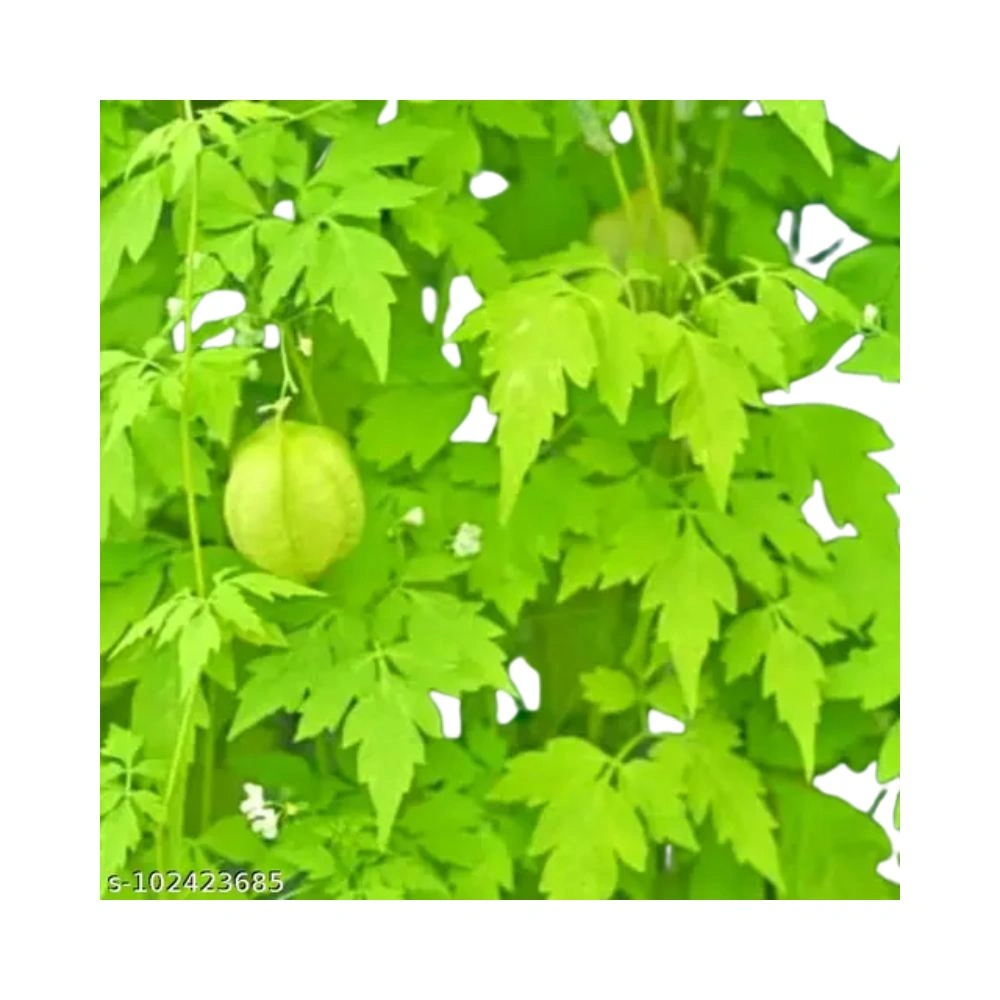 Mudakathan Keerai | 1 Bunch