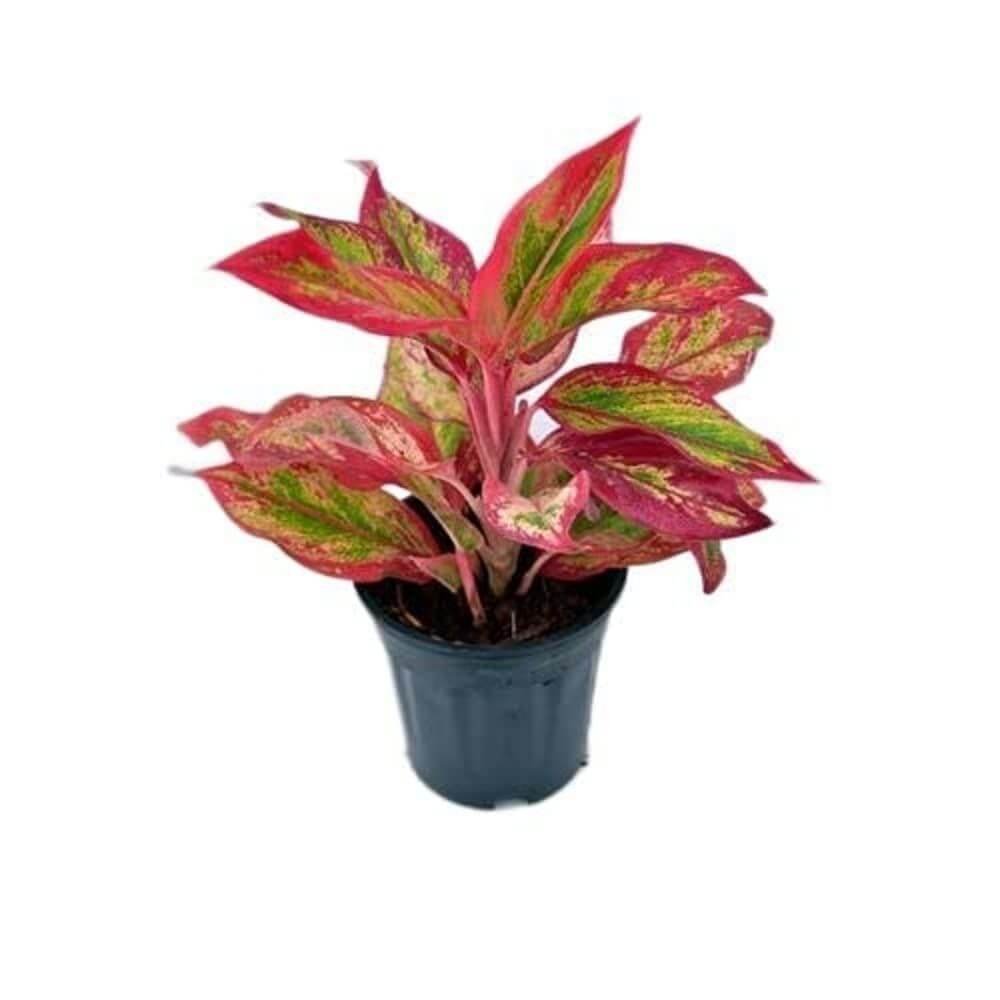 Garden Art Aglaonema (Lipstick Single Stem) Natural Live Indoor Plant with 7.5 cm Pot | Pack of 1 Healthy Live Plant