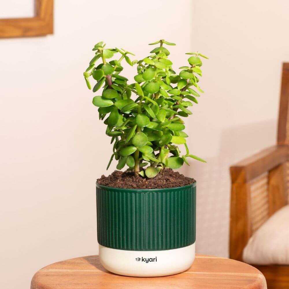 Kyari Good Luck Jade Plant with Green Self Watering Pot – Mylo 3.5 Inch