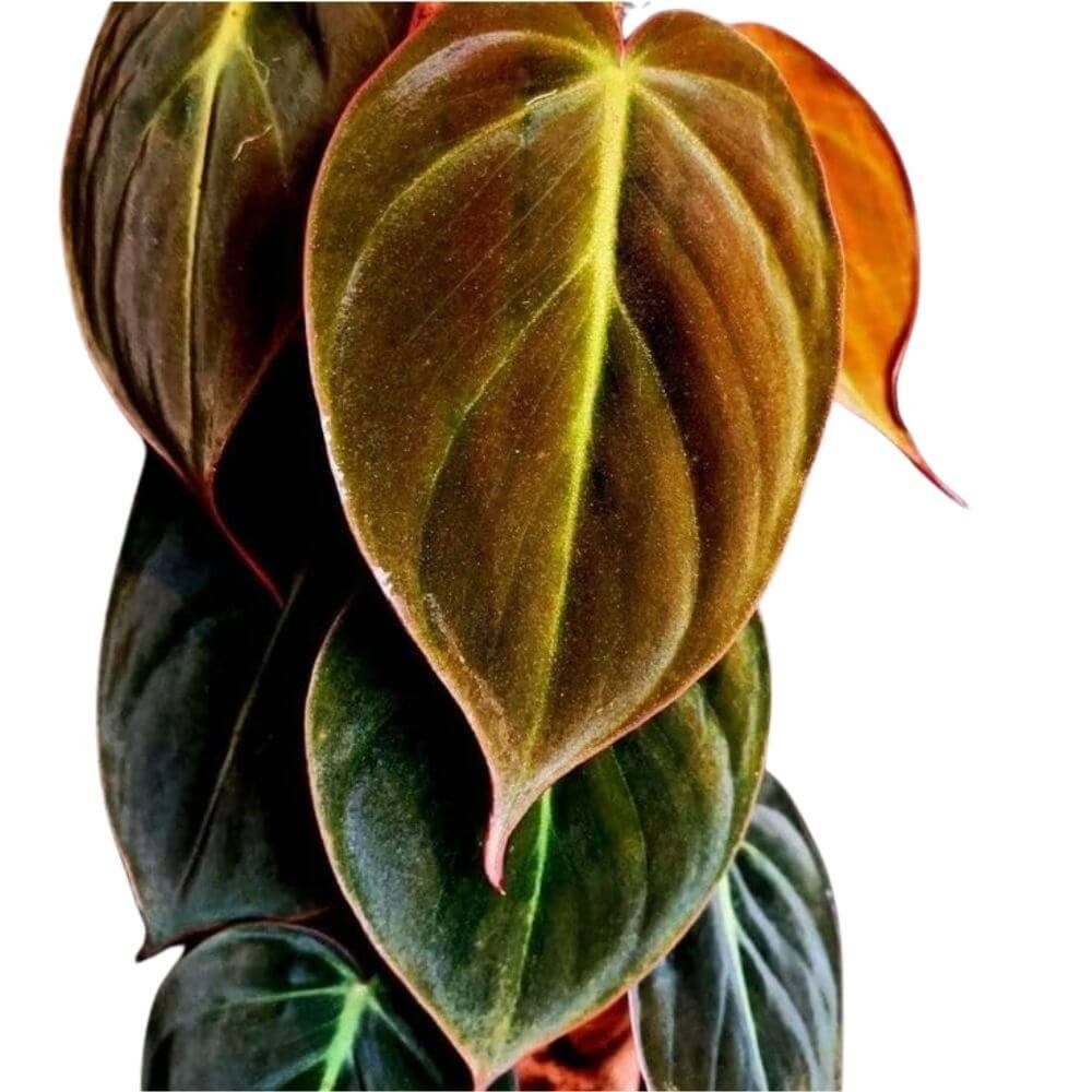 LittleJungle Philodendron Micans – Live Plant with 5.5 Inches White Decor Pot | Indoor Plants For Home | Live Plants Indoor | Air Purifying Plant | Live Plant With Pot For Home Decor