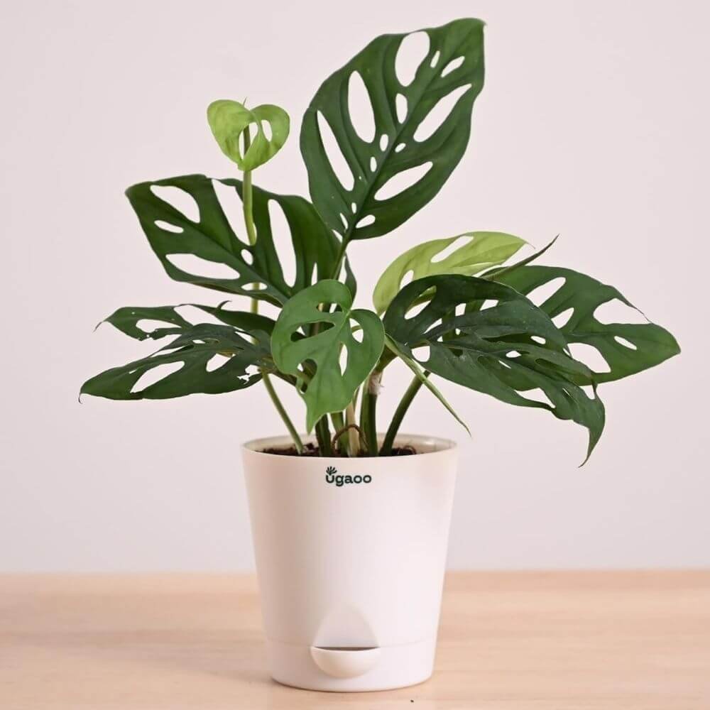 Ugaoo Philodendron Broken Heart in Self Watering Pot