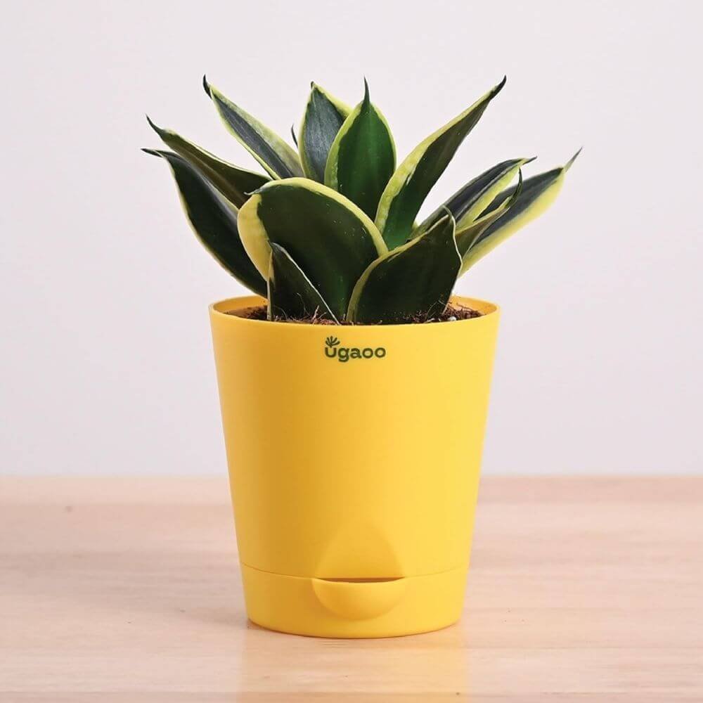 Ugaoo Sansevieria Golden Hahnii Snake Plant With Self Watering Pot