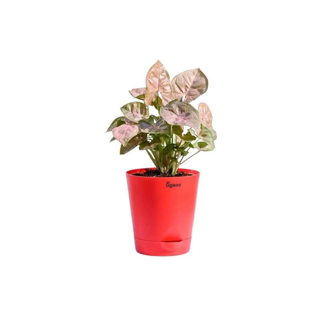Ugaoo Syngonium Pink Neon Indoor Plant with Self Watering Pot
