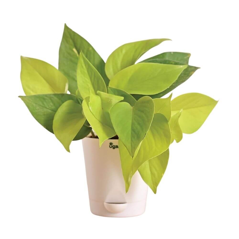 Ugaoo Golden Money Plant Indoor with Self-Watering Pot