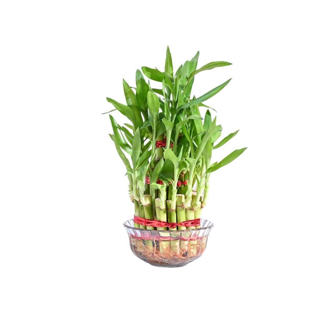 Ugaoo Lucky Bamboo 3 Layer Feng Shui Plant (green color)